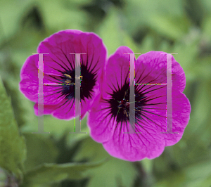 Picture of Geranium psilostemon 