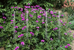 Picture of Geranium psilostemon 