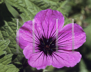 Picture of Geranium psilostemon 