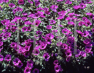 Picture of Geranium psilostemon 