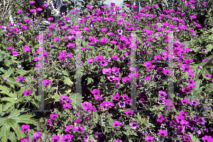 Picture of Geranium psilostemon 