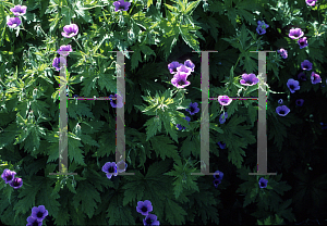 Picture of Geranium psilostemon 'Bressingham Flair'