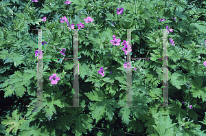 Picture of Geranium psilostemon 'Bressingham Flair'