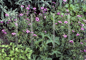 Picture of Geranium psilostemon 'Patricia'