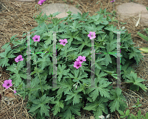 Picture of Geranium psilostemon 'Patricia'