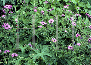 Picture of Geranium psilostemon 'Patricia'