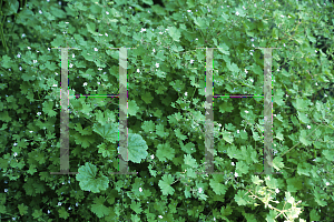 Picture of Geranium pusilum 