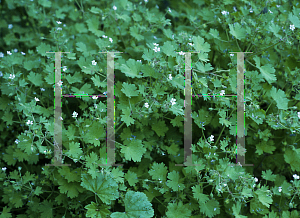 Picture of Geranium pusilum 