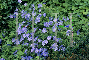 Picture of Geranium pratense 