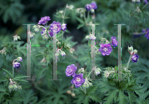 Picture of Geranium pratense 'Plenum-Caeruleum'