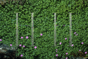 Picture of Geranium pylzowianum 