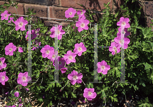 Picture of Geranium pylzowianum 