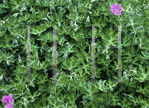 Picture of Geranium pylzowianum 