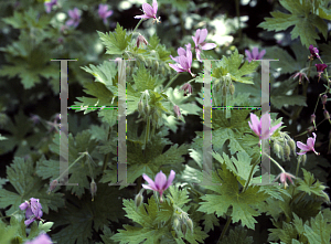 Picture of Geranium reflexum 