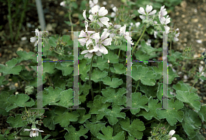 Picture of Geranium renardii 