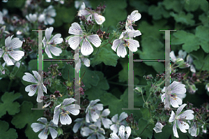 Picture of Geranium renardii 