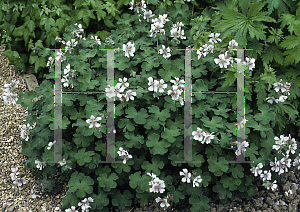 Picture of Geranium renardii 