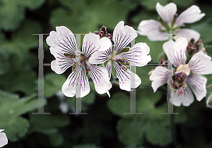 Picture of Geranium renardii 