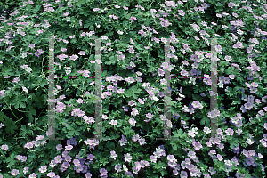 Picture of Geranium x riversleaianum 'Mavis Simpson'