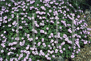 Picture of Geranium x riversleaianum 'Mavis Simpson'