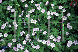 Picture of Geranium x riversleaianum 'Mavis Simpson'