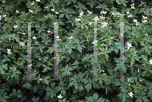 Picture of Geranium richardsonii 