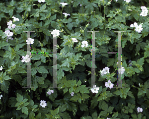 Picture of Geranium robertianum 