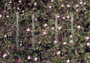 Picture of Geranium robertianum 