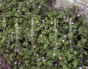 Picture of Geranium robertianum 