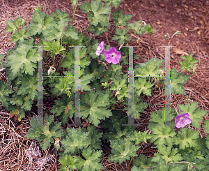 Picture of Geranium  'Rozanne'