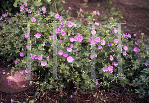 Picture of Geranium  'Rozanne'