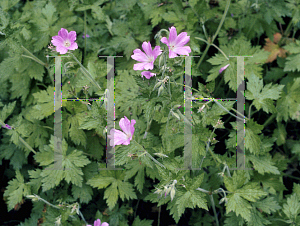 Picture of Geranium x riversleaianum 'Russell Prichard'