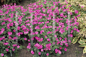 Picture of Geranium x riversleaianum 'Russell Prichard'