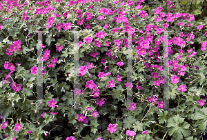Picture of Geranium x riversleaianum 'Russell Prichard'