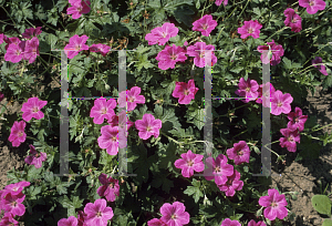 Picture of Geranium x riversleaianum 'Russell Prichard'