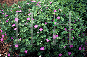 Picture of Geranium sanguineum 