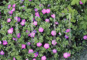 Picture of Geranium sanguineum 