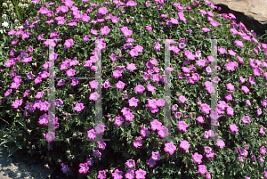 Picture of Geranium sanguineum 