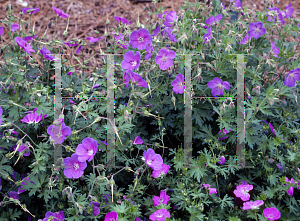 Picture of Geranium  'Johnson's Blue'