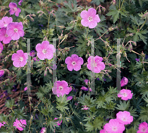 Picture of Geranium sanguineum 