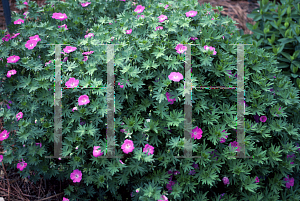 Picture of Geranium sanguineum 