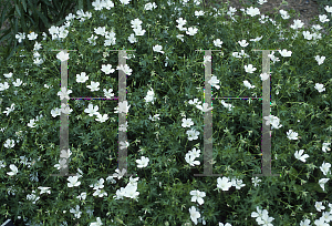 Picture of Geranium sanguineum 'Album'