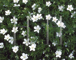 Picture of Geranium sanguineum 'Album'