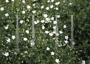 Picture of Geranium sanguineum 'Album'