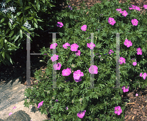 Picture of Geranium sanguineum 'Cedric Morris'