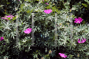 Picture of Geranium sanguineum 'Elsbeth'