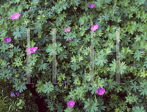 Picture of Geranium sanguineum 'Alpenglow'