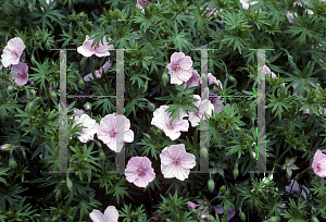 Picture of Geranium sanguineum var. striatum 