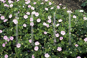 Picture of Geranium sanguineum 'Glenluce'