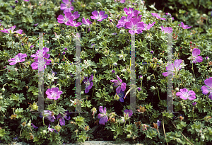 Picture of Geranium sanguineum 'Minutum'